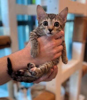 Dot -  Domestic Short Hair Cat for Adoption in Little Rock, Arkansas - Dot | PetCurious