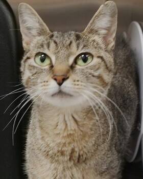 Eve -  Domestic Short Hair Cat for Adoption in Fishers, Indiana - Eve | PetCurious
