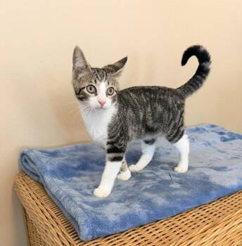 Leopold -  Tabby and Domestic Short Hair Cat for Adoption in Buford, Georgia - Leopold | PetCurious