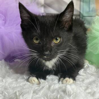Snappy -  Domestic Short Hair Cat for Adoption in Brownsboro, Alabama - Snappy | PetCurious