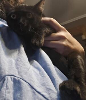 FAYE -  Domestic Short Hair Cat for Adoption in Broomfield, Colorado - FAYE | PetCurious