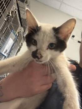 Krava -  Domestic Short Hair Cat for Adoption in Chamblee, Georgia - Krava | PetCurious