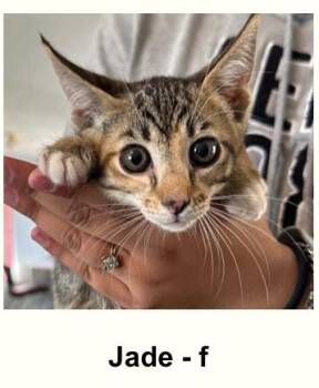 JADE -  Domestic Short Hair Cat for Adoption in Broomfield, Colorado - JADE | PetCurious