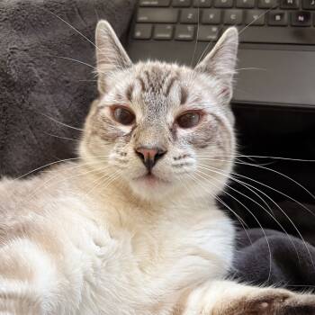 Rescue Domestic Short Hair Cats for Adoption in Olmos Park, Texas - MARSHAL | PetCurious