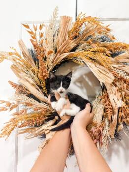 Chihuro -  Munchkin Cat for Adoption in Goodyear, Arizona - Chihuro | PetCurious