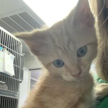 Rescue Domestic Short Hair Cats for Adoption in Blairsville, Georgia - Viktor | PetCurious