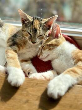 Rescue Domestic Short Hair Cats for Adoption in Philadelphia, Pennsylvania - Abe & Gigi Holly | PetCurious