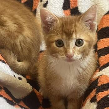 MERCUTIO -  Domestic Short Hair Cat for Adoption in Hagerstown, Maryland - MERCUTIO | PetCurious