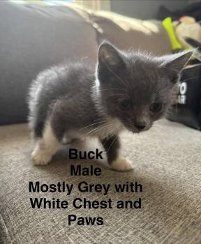 Buck -  Domestic Short Hair Cat for Adoption in Springfield, Massachusetts - Buck | PetCurious