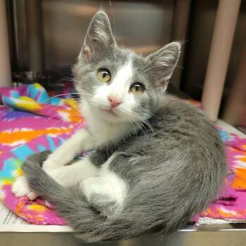 Viggo -  Domestic Short Hair Cat for Adoption in Columbia, Missouri - Viggo | PetCurious
