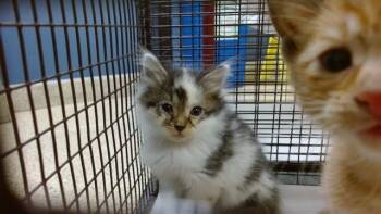 MILO -  Domestic Long Hair Cat for Adoption in Doral, Florida - MILO | PetCurious