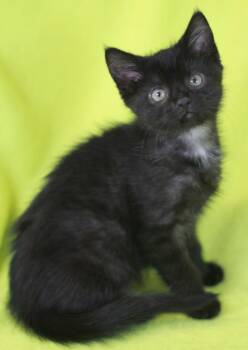 Kelly - READY for adoption after 5/22! -  Domestic Short Hair Cat Available for Adoption in Algood, Tennessee - Kelly - READY For Adoption After 5/22! | PetCurious