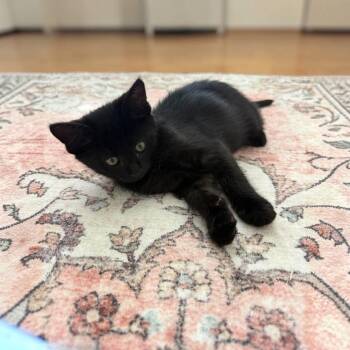 Bagheera -  Domestic Short Hair Cat for Adoption in Fort Worth, Texas - Bagheera | PetCurious