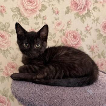 Domestic Short Hair Cats Available for Adoption in Normal, Illinois - Jimmy | PetCurious