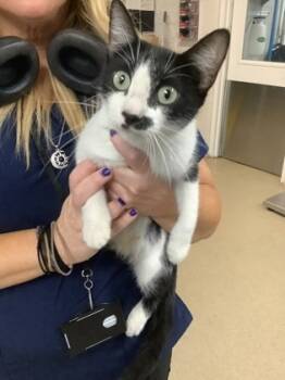 Rescue Domestic Short Hair Cats for Adoption in Fort Worth, Texas - Shakira | PetCurious