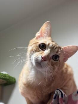Tabby and Domestic Short Hair Cats Available for Adoption in Dallas, Texas - Teddy Ruxpin | PetCurious