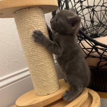 Charcoal -  Domestic Short Hair Cat for Adoption in Chattanooga, Tennessee - Charcoal | PetCurious