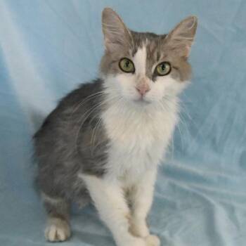 Daisy -  Domestic Medium Hair Cat for Adoption in Hattiesburg, Mississippi - Daisy | PetCurious