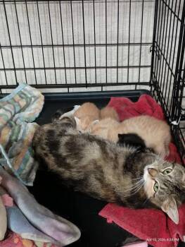 Domestic Short Hair Cats Available for Adoption in Liberty, New York - Clover (Mom) | PetCurious