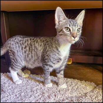 Domestic Short Hair and Tabby Cats Available for Adoption in Roswell, Georgia - Sven | PetCurious