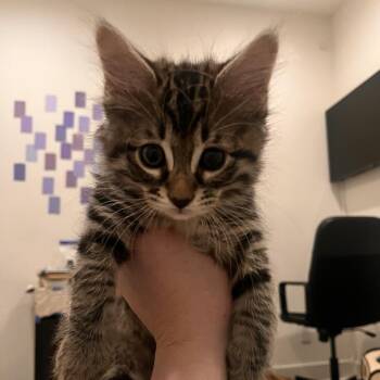 Moss -  Domestic Medium Hair Cat for Adoption in Tustin, California - Moss | PetCurious