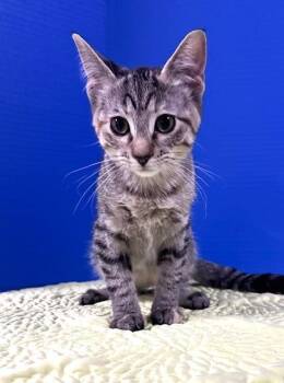 Bagel -  Domestic Short Hair Cat for Adoption in Hawk Point, Missouri - Bagel | PetCurious