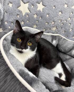 Ivy -  Domestic Short Hair Cat for Adoption in White Oak, Pennsylvania - Ivy | PetCurious