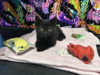 Bucket -  Domestic Short Hair Cat Available for Adoption - Bucket | PetCurious