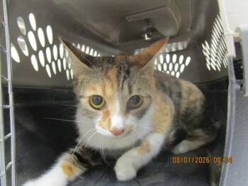 Cheetah(657) -  Domestic Short Hair Cat for Adoption in Marietta, Georgia - Cheetah(657) | PetCurious