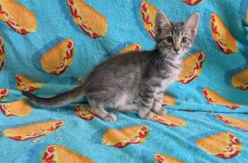 LON -  Domestic Short Hair Cat for Adoption in Colorado Springs, Colorado - LON | PetCurious