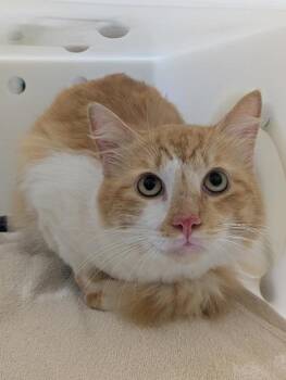 Domestic Long Hair and Domestic Short Hair Cats Available for Adoption - Orange Dream | PetCurious