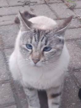 Lynx -  Siamese Cat Available for Adoption in Walnut Creek, California - Lynx | PetCurious