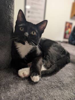 Moonie -  Domestic Short Hair Cat for Adoption in Palm Harbor, Florida - Moonie | PetCurious