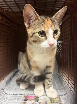 Riesling -  Domestic Short Hair Cat for Adoption in Austin, Texas - Riesling | PetCurious