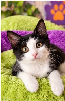 Dylan -  Domestic Short Hair Cat for Adoption in Millcreek, Utah - Dylan | PetCurious