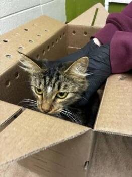Betty -  Domestic Medium Hair Cat for Adoption in Wichita, Kansas - Betty | PetCurious