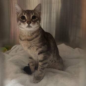 Domestic Short Hair Cats Available for Adoption - Mara | PetCurious