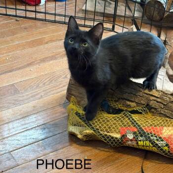 Domestic Short Hair Cats Available for Adoption - Pheobe | PetCurious