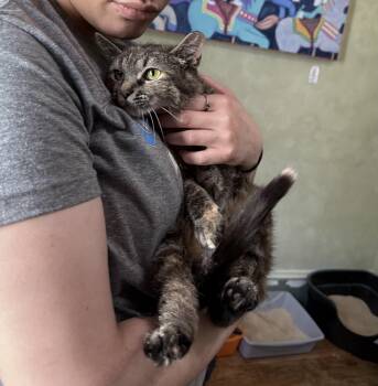 Marceline the Vampire Queen -  Domestic Short Hair Cat Available for Adoption in Berkeley Springs, West Virginia - Marceline The Vampire Queen | PetCurious