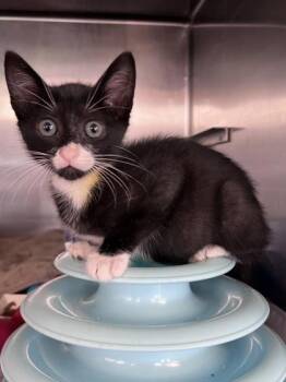 Socks -  Domestic Short Hair Cat for Adoption in Houston, Texas - Socks | PetCurious