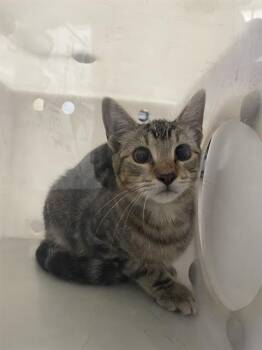 NICK -  Domestic Short Hair Cat for Adoption in Dallas, Texas - NICK | PetCurious