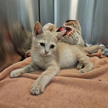 Domestic Short Hair Cats Available for Adoption in Austin, Texas - Zizzle 8 | PetCurious