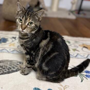 Starburst -  Domestic Short Hair Cat for Adoption - Starburst | PetCurious