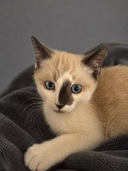 Truper -  Siamese Cat for Adoption in Calimesa, California - Truper | PetCurious