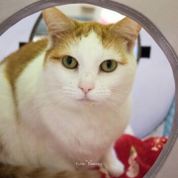Rescue Domestic Short Hair Cats for Adoption in Ellicott City, Maryland - 48674 - Lucy | PetCurious