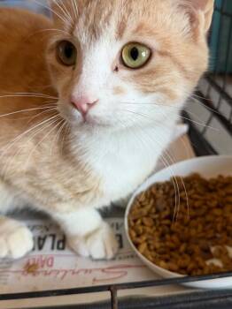 Domestic Short Hair Cats Available for Adoption in Zimmerman, Minnesota - Talon | PetCurious