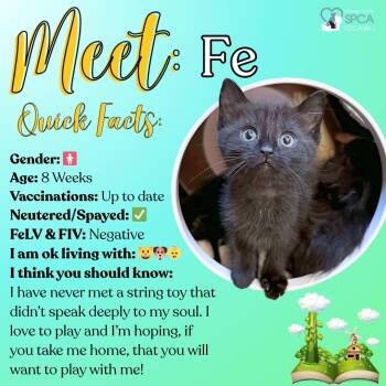 Domestic Short Hair Cats Available for Adoption in Fulton, New York - Fe | PetCurious