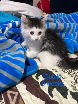 Dublin -  Domestic Long Hair Cat for Adoption - Dublin | PetCurious