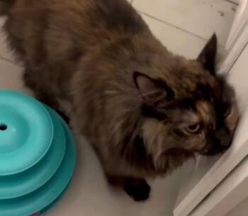 Lily -  Domestic Medium Hair Cat for Adoption in Darien, Georgia - Lily | PetCurious