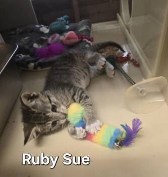 Domestic Short Hair Cats Available for Adoption - Ruby Sue | PetCurious